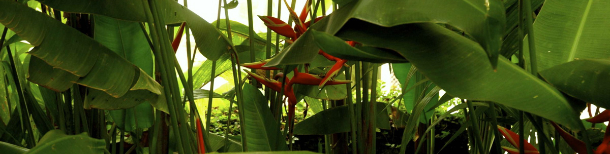 屋久島・白谷雲水峡のトレッキングなどをガイドするGUIDE OFFICE 屋久島のツアーメニュー。白谷雲水峡は1979年に選定された屋久島自然休養林。標高620メートルに入口がある、面積424ヘクタールの森林です。白谷雲水峡は映画「もののけ姫」のモデルとしても有名です。トレッキングツアーでも人気で、屋久島に訪れる目的として白谷雲水峡を挙げる方は多くいらっしゃいます。白谷雲水峡の原生林を抜けると、絶景の太鼓岩が待っています。GUIDE OFFICE 屋久島では、モーニングトレックとして太鼓岩を目指すオリジナルのトレッキングプランもご用意しております。