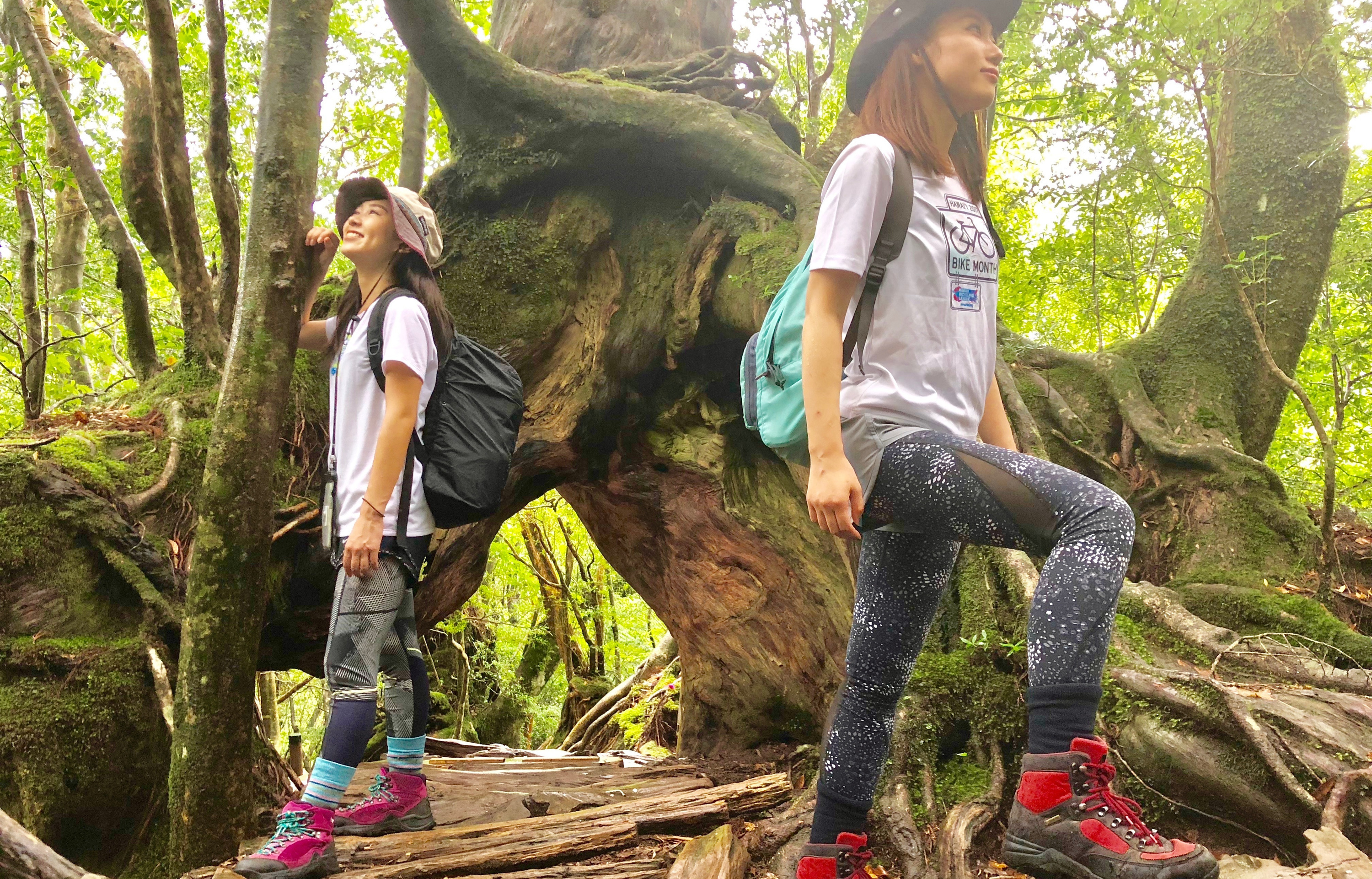 みんなで行く!苔の森(白谷雲水峡)ハイキング。映画『もののけ姫』で有名な白谷雲水峡を初心者でも楽しめるハイキングコースです。「人と森林のふれあいの場」である白谷雲水峡は、美しい渓流と苔に覆われた、照葉樹林から屋久杉林に至る森林です。屋久島のトレッキングコースとして人気です。トレッキングの前に、まずは白谷雲水峡を歩くハイキングコースがおすすめです。