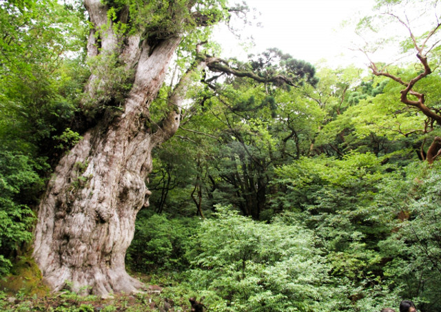 照葉樹林を楽しもう