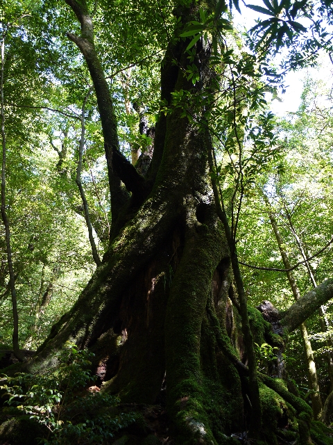 時間をかけて育まれた大きな杉