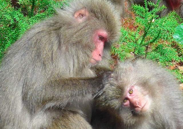 屋久島の生き物たち